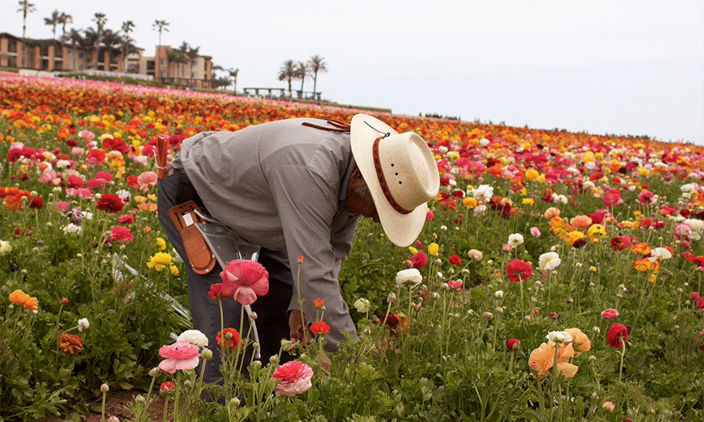 Tips para la renovación de tu permiso de trabajo por asilo político