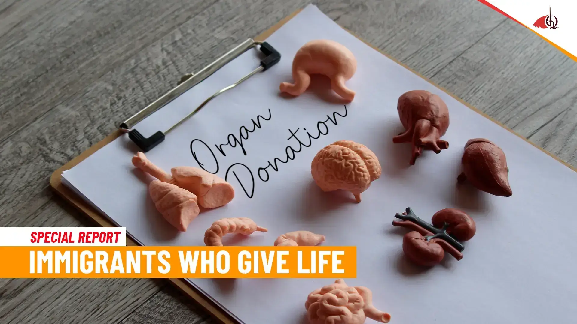 Organs that are donated to people in the United States
