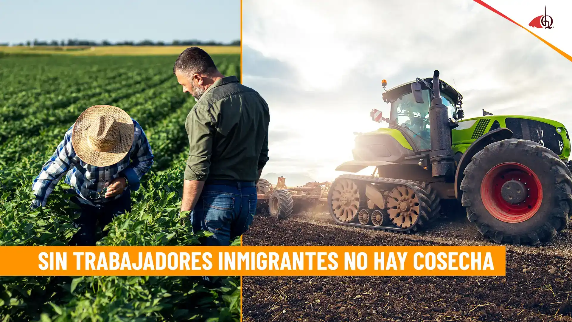 Trabajadores en el campo y maquinaria agrícola en cosecha.